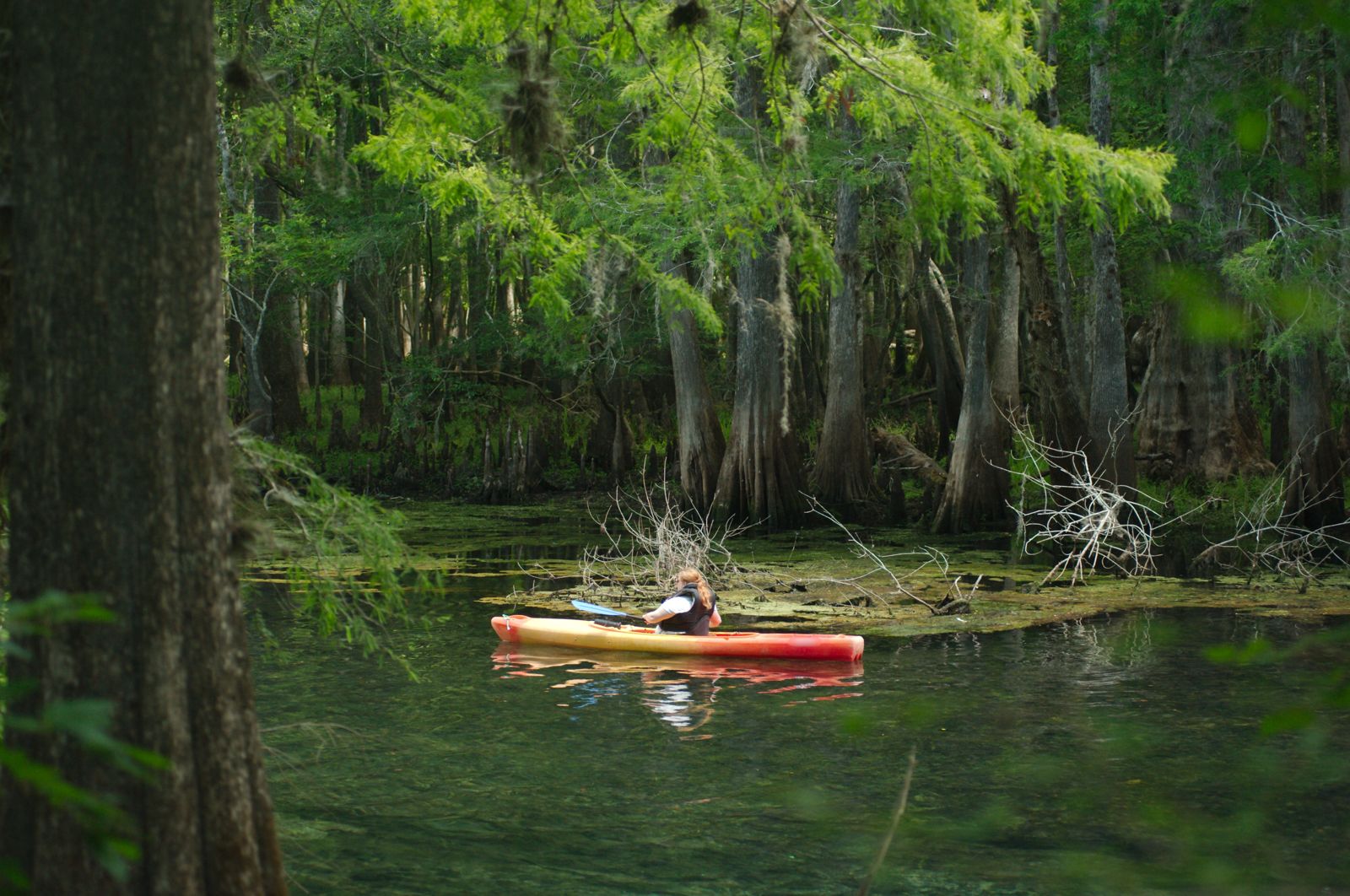 A kayaker paddling a cypress-lined Florida spring run