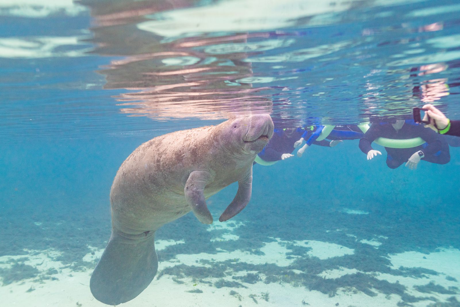 Snorkelers floating at the surface above a manatee