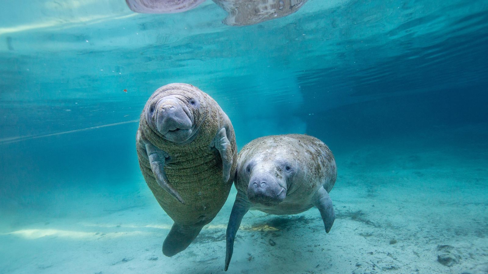 Two manatees swimming in clear blue spring water