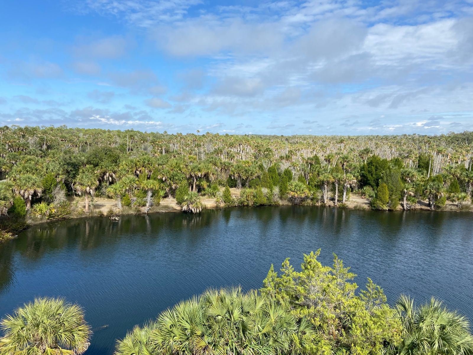 A dark spring pool surrounded by palms and scrub on Florida's Nature Coast