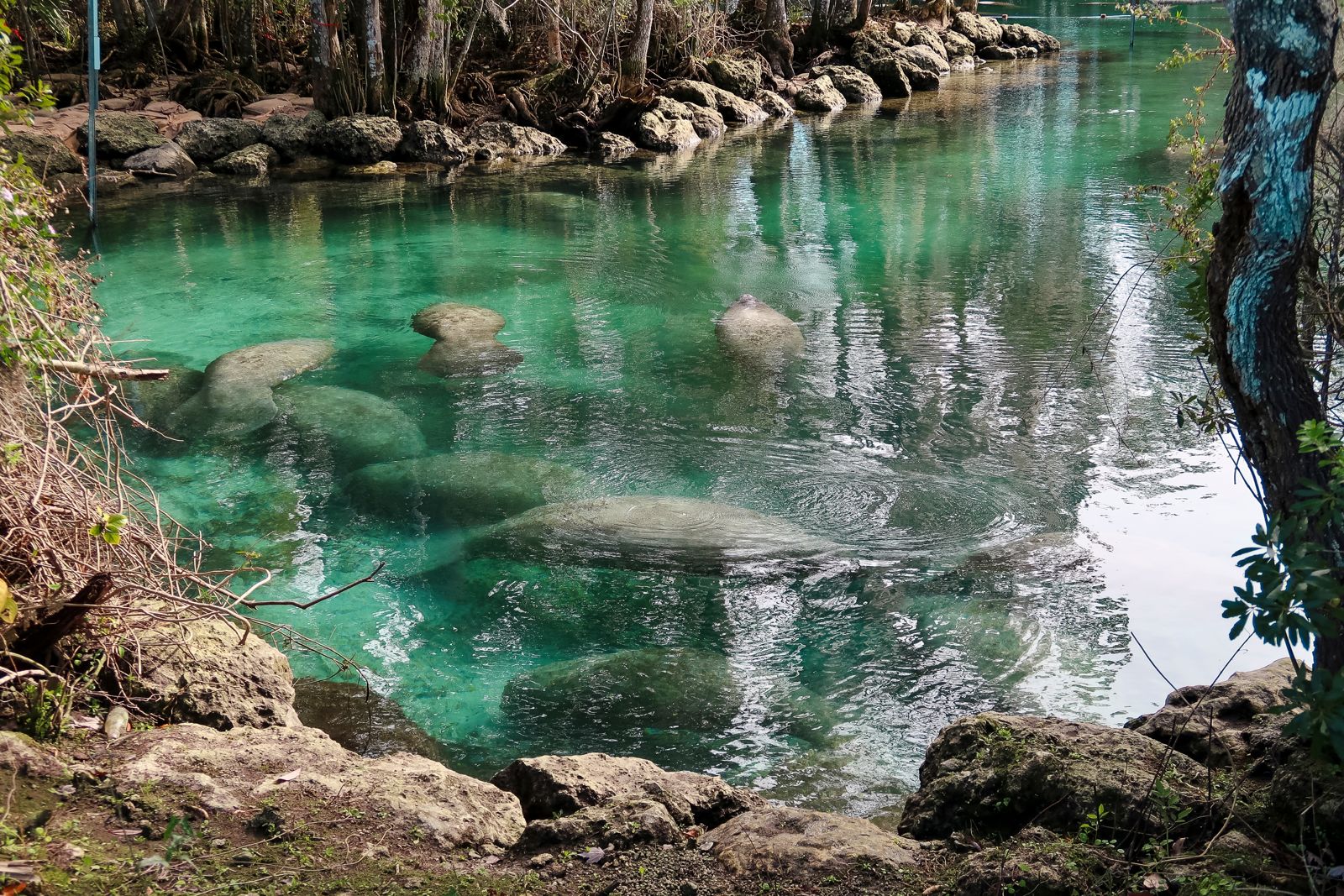 Clear turquoise spring water edged with trees and rocks at Three Sisters Springs
